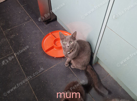 Russian Blue x Main Coon cross