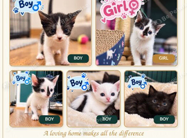 Beautiful Kittens Looking for Their Forever Homes