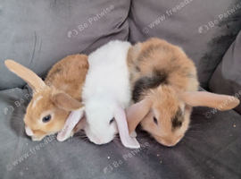 Purebred mini lops 7wks ready now