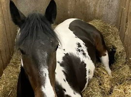 Wanted: Affordable Horse - Hertfordshire / Essex Area