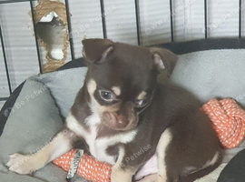 Chihuahua puppies Alford lincs