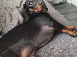 Male dacshund