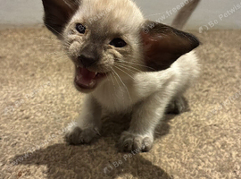 Stunning Siamese and oriental kittens