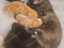 Kittens x 4