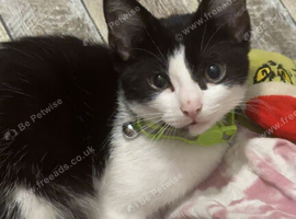 Male neutered 6 month old kitten