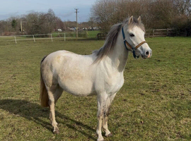 COMPANION/FUTURE RIDING PONY