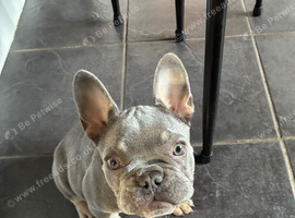 I have a 16 week KC reg blue/tan female for sale.