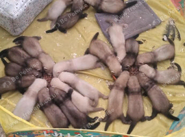 Ferret kits