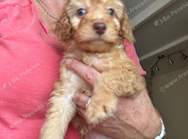 F1B Cockapoo puppies - 1 Boy Available