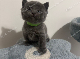 Blue & Lilac BSH Mix Kittens &ndash; Fold & Straight