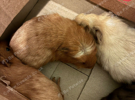 Guinea pig boys for sale in pairs