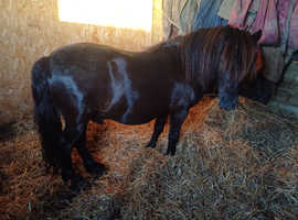 Quality registered standard shetland gelding