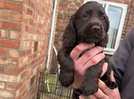 Show spaniels for sale