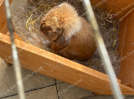 Rabbit
