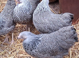 Silver penciled wyandottes pullets