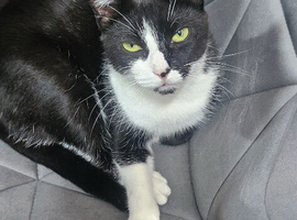 Adult female cat looking for a forever home