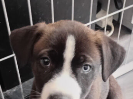 Siberian husky cross cane corso pups available