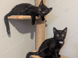 2 male kittens