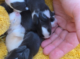 Baby bunnies - ready in 7 weeks