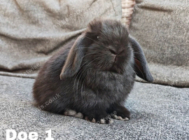 Beautiful mini lops to reserve