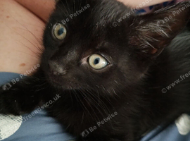4 mixed breed kittens