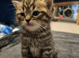 Tabby British shorthair