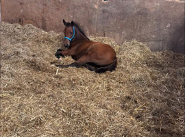 Gorgeous bay colt