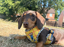 Woody Dachshund Looking for His Forever Home ️