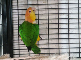 Female yellow thighed caique