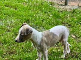 Laguna whippet lovely little girl is going cause of a break up