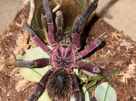 Xenesthis sp. Megascopula Mature male