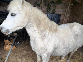 3 ponies for sale