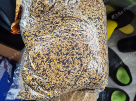 Canary food