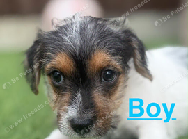Jack Russell puppies !!!