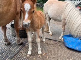 Gorgeous chestnut colt foal