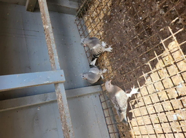 Pigeon for sale Turkish
