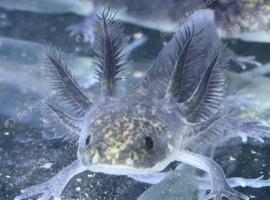 Axolotl babies