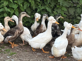 Lots of breeds of ducks
