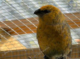 Male Pine Grosbeak