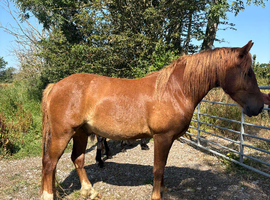 Lovely 3 year old for sale