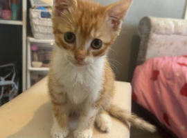 kittens for sale