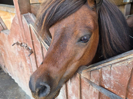 Shetland mare for loan 2/4 days