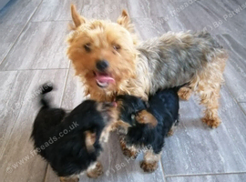Pedigree Pure Yorkshire Terrier puppies