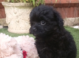 Beautiful pomapoo puppies
