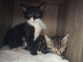 2 kittens