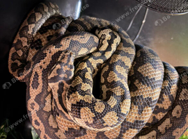 Free to good home male carpet python