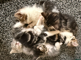 5 Adorable Kittens Looking for Their Forever Homes