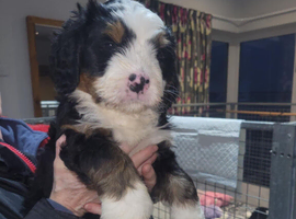 Male Bernedoodle pups