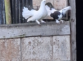 Homebred young Fantail Pigeons/Doves