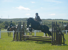 14.1 black Welsh d alrounder